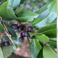 Carolina Cherry Laurel Plant - 1 Live Evergreen Shrub - Prunus caroliniana - Hardy for Zones 7-10 - Wild Dug