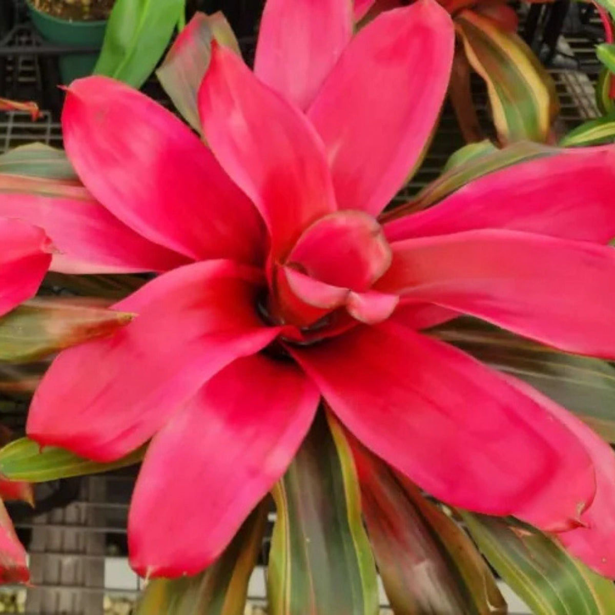 Neoregelia Plant 6" Pot, Paprika Variety, Burgundy Foliage with Yellow Splotches, Neoregelia spp.