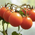 Organic Red Sweetie Cherry Tomato Seeds - 100+ Count (Lycopersicon) - Heirloom Fruit Vegetable Seeds - USA Grown