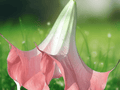 5 Seeds Pink Angel's Trumpet Brugmansia suaveolens Flowering Shrub Tropical Ornamental