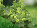 10 Seeds Lady's Mantle Alchemilla mollis Perennial Flower Garden Plant