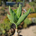Cyphostemma juttae Cactus Plant | Live Succulent | Unique Desert Drought-Tolerant Houseplant