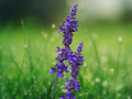 50 Seeds Salvia Playin' the Blues Longispicata Hybrid Perennial Fragrant Blue Flowers Pollinator Friendly