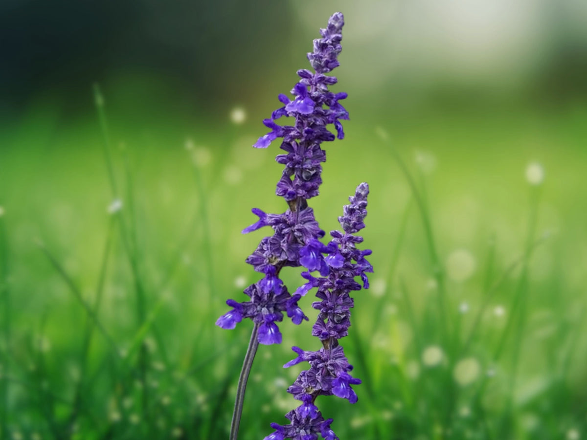 50 Seeds Salvia Playin' the Blues Longispicata Hybrid Perennial Fragrant Blue Flowers Pollinator Friendly