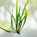 Cryptocoryne Balansae Large - Easy Live Freshwater Aquarium Plant - Aquatic Greenery for Aquariums - Cryptocoryne Balansae