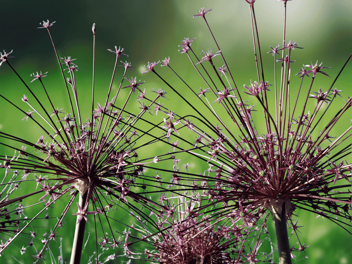 5 Seeds Allium schuberti Persian Onion Ornamental Allium Flower