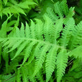 Long Beech Fern 5-Pack Live Plants | Rare Native Phegopteris connectilis | Southern Alabama Folklore Fern