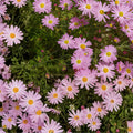 Vanilla Haze Mum Seeds 200+ Chrysanthemum Flower Seeds Annual Blooming Garden Planting Variety