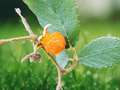 10 Seeds Himalayan Golden Raspberry (Rubus ellipticus) Live Seeds