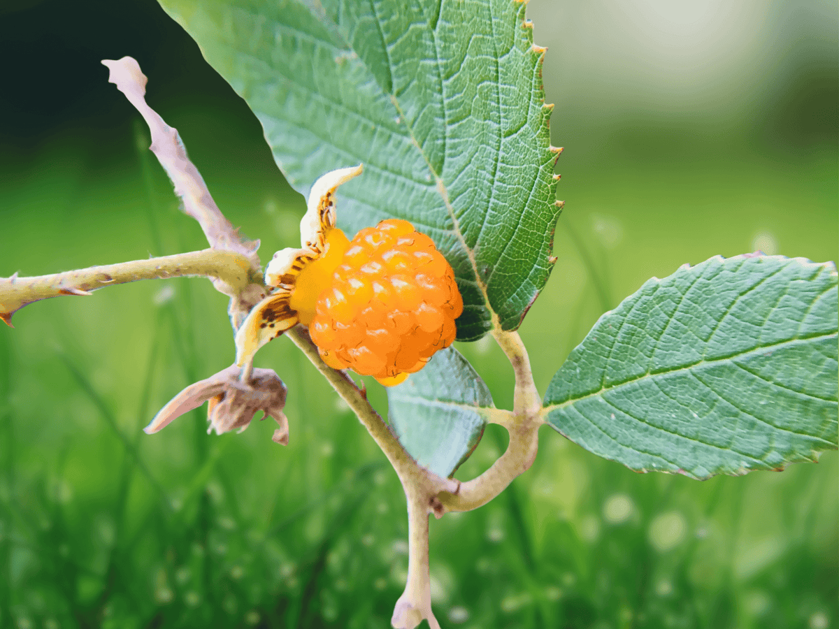 10 Seeds Himalayan Golden Raspberry (Rubus ellipticus) Live Seeds