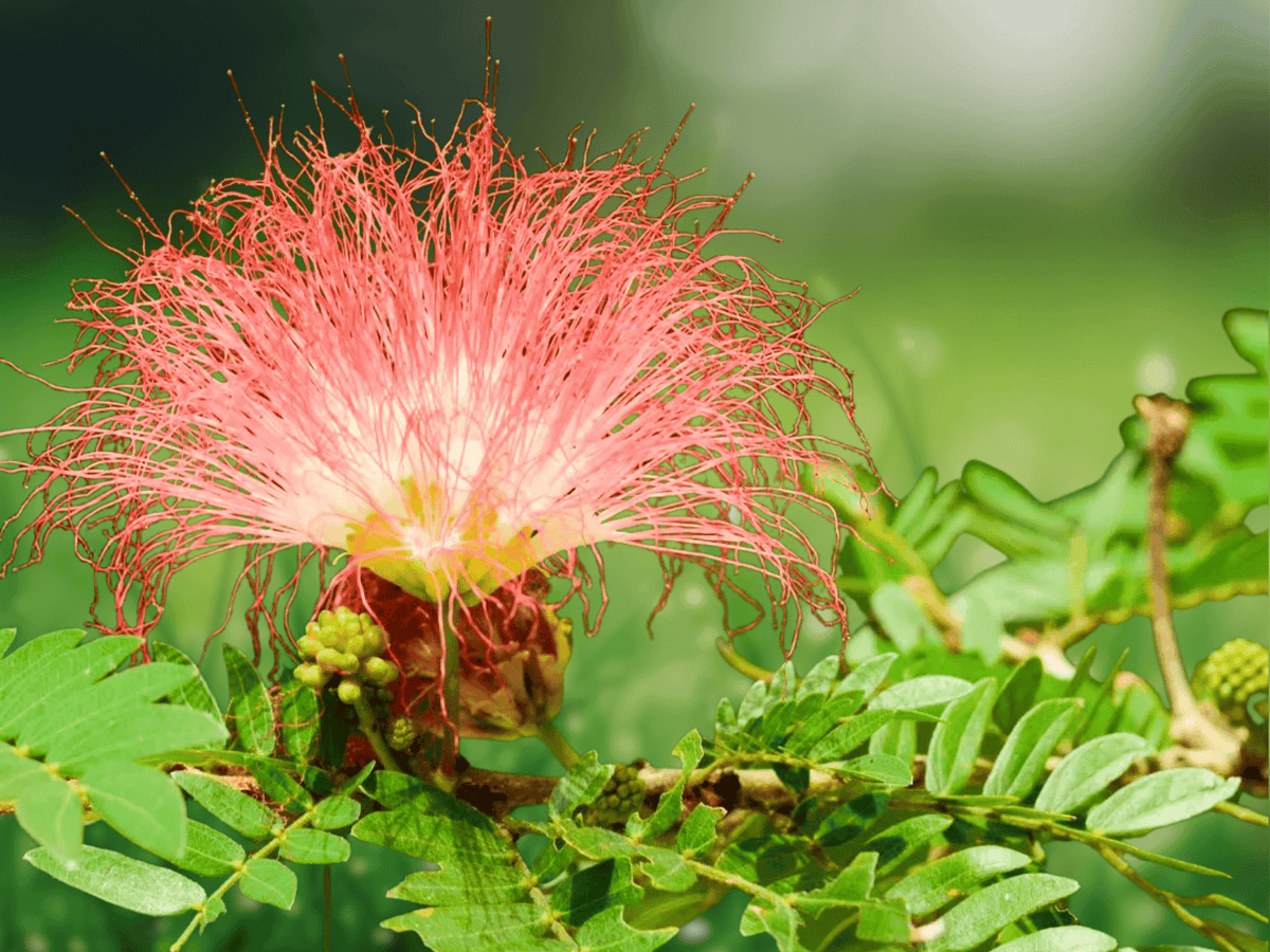 5 Seeds Rain Tree Samanea saman Shade Tree Tropical Garden