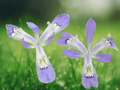 10 Dwarf Crested Iris Bare Root Plants Iris Cristata Wildflower