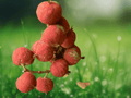 5 Seeds Red Kamala Tree Mallotus philippensis Tropical Dye Plant Ornamental
