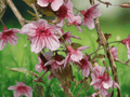 5 Seeds Prunus cerasoides Himalayan Flowering Cherry Deciduous Ornamental Tree