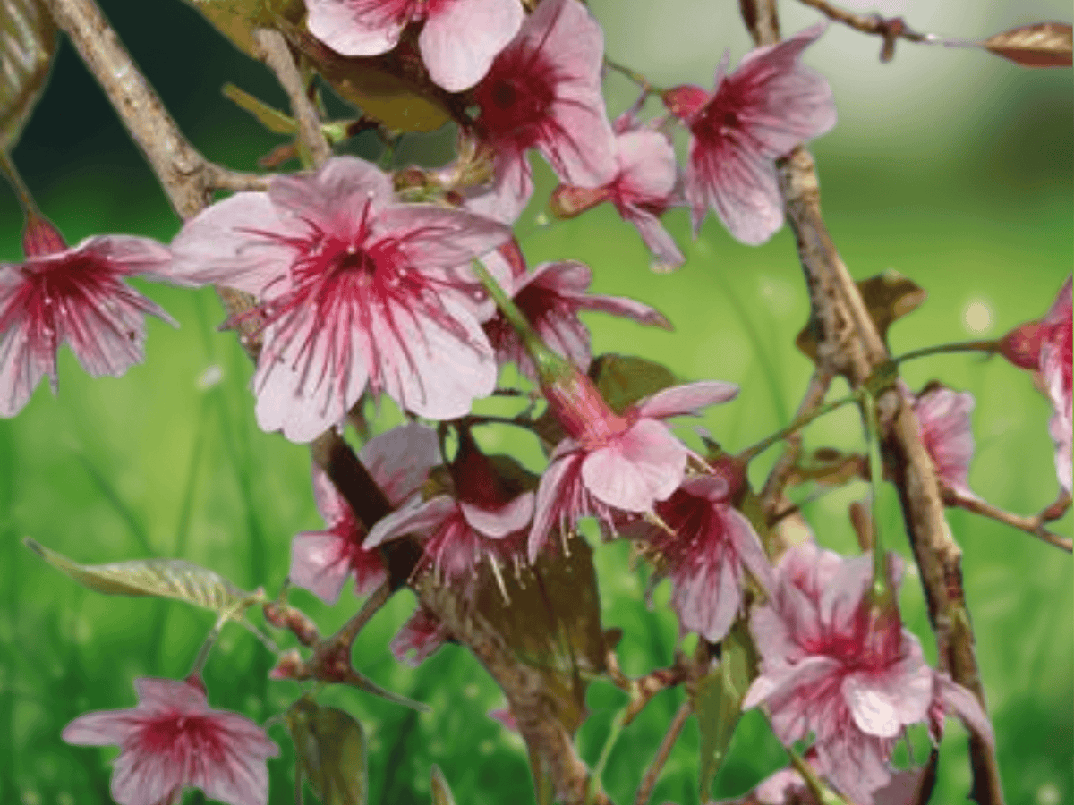 5 Seeds Prunus cerasoides Himalayan Flowering Cherry Deciduous Ornamental Tree
