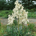 Adam's Needle Yucca Seeds - 100 Organic Yucca filamentosa Seeds for Planting - USA Grown, Free Shipping