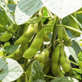 Black Soybean Seeds for Planting, Organic Non-GMO Edamame Variety, Glycine max, Heirloom, Vegetable Seeds