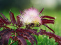 10 Seeds Summer Chocolate Mimosa Tree Albizia Julibrissin Silk Tree Bronze Foliage Pink Blooms