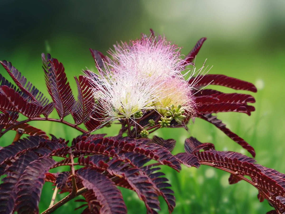 10 Seeds Summer Chocolate Mimosa Tree Albizia Julibrissin Silk Tree Bronze Foliage Pink Blooms
