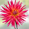 Dahlia Plant 4" Live Flowering Dahlia 'Bora Bora' Pink Red Yellow Garden Bulb Plant