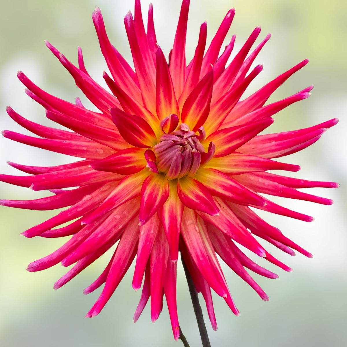 Dahlia Plant 4" Live Flowering Dahlia 'Bora Bora' Pink Red Yellow Garden Bulb Plant