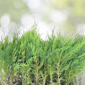 Murray Cypress Trees - 3 Live Plants - Upright Evergreen Privacy Screen - Cupressus macnabiana - Hardy Fast-Growing