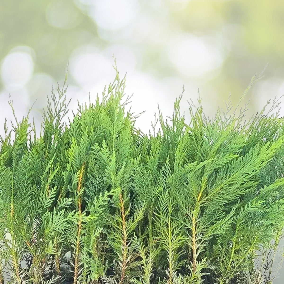 Murray Cypress Trees - 3 Live Plants - Upright Evergreen Privacy Screen - Cupressus macnabiana - Hardy Fast-Growing