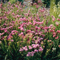 Statice Seeds 85 Count Passion Pink Flower Non-GMO Limonium sinuatum Garden Plant Seeds