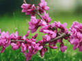 10 Seeds Cercis gigantea Giant Redbud Flowering Tree