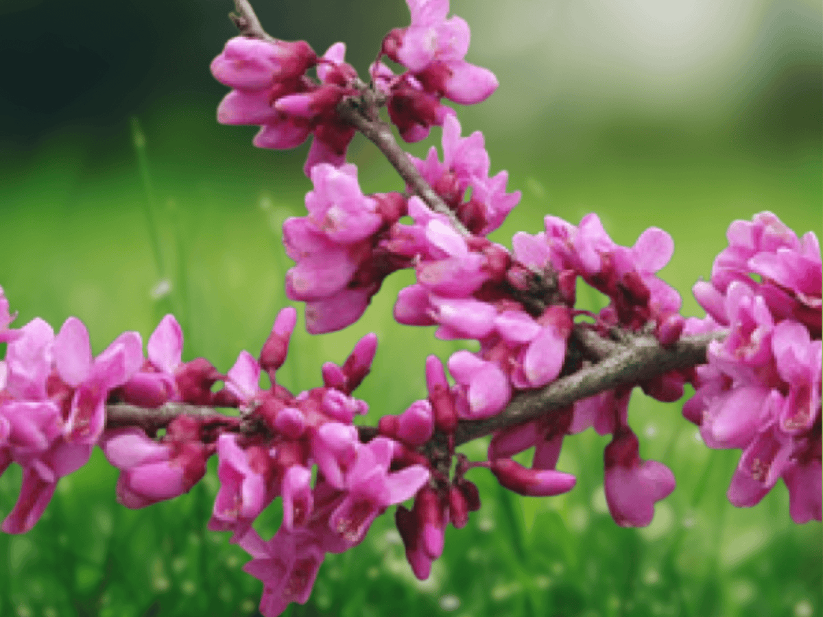 10 Seeds Cercis gigantea Giant Redbud Flowering Tree