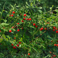 Emberberry Huckleberry Seeds 125/300/500 Count Non-GMO Vaccinium parvifolium Flower Seeds