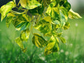 1 Unrooted Cutting Golden Pothos Epipremnum aureum Live Indoor Vine Plant for Propagation