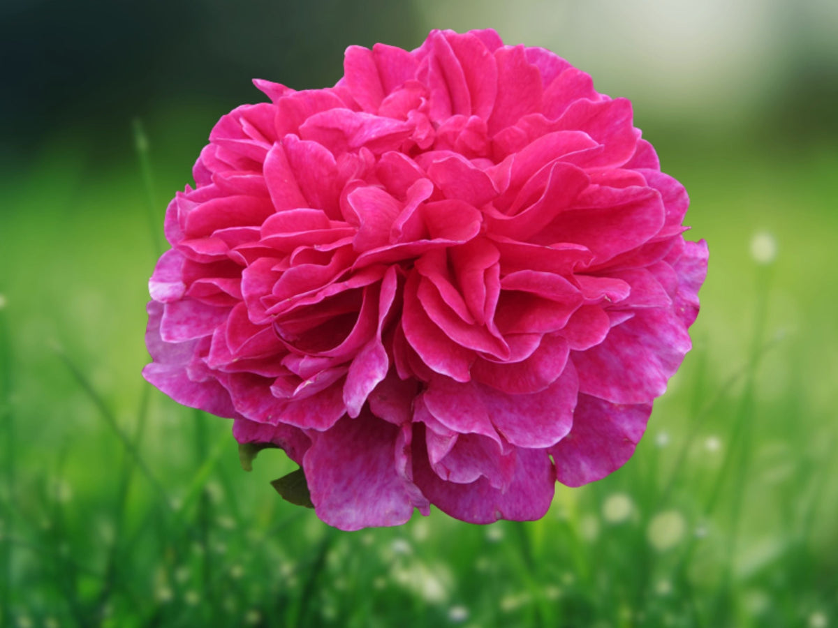25 Seeds Double Pink Hollyhock Perennial Flower - Fluffy Rose Blooms, Hardy Tall Cottage Garden Border