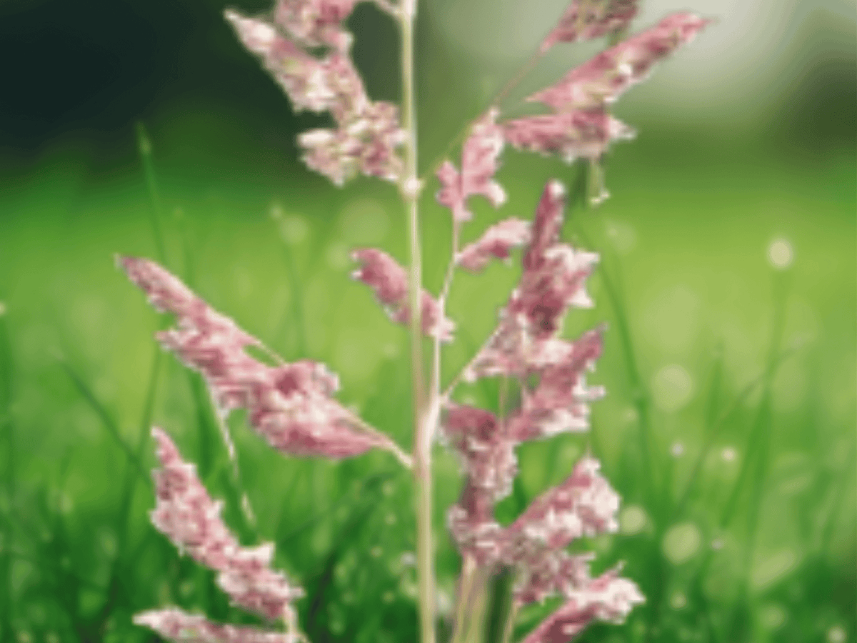10 Seeds Reed Canary Grass Phalaris arundinacea Ornamental Grass