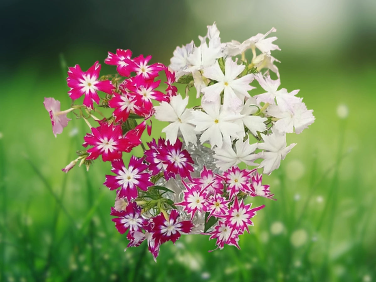 50+ Seeds Phlox Drummondii Twinkle Mix Annual Phlox Flower Seeds, Heirloom, Non-GMO, Easy Grow, Cottage Garden, Pollinator Friendly