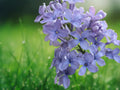 25 Wonderblue Lilac Seeds Fragrant Syringa Patula Hardy Flowering Shrub Blue Blooms Easy Grow Perennial Ornamental Garden Plant