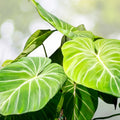 Philodendron ‘Gloriosum’ 3 Gallon Pot - Tropical Houseplant for Indoor Gardening - Philodendron gloriosum