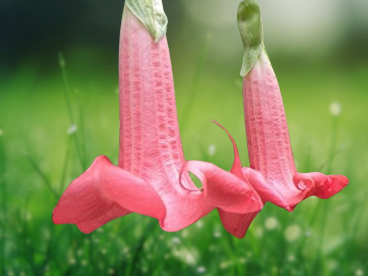 10 Seeds Red Prince Angel Trumpet Brugmansia Hybrid Double Blooms Fragrant Tropical Flower Tree Patio Garden