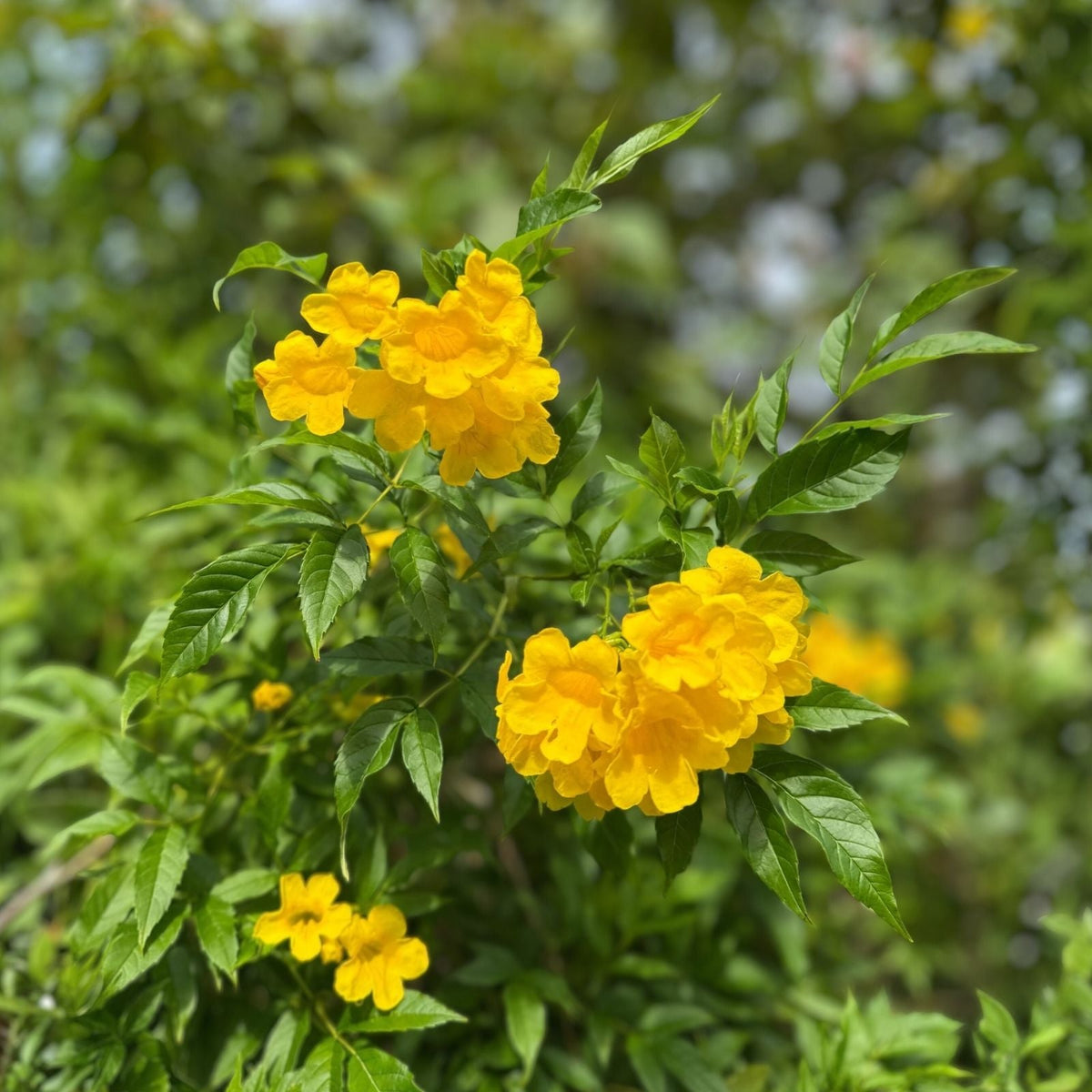 Ong Choy Seeds Hat Rau Muong Vietnamese Kang Kong Ipomoea Aquatica Vegetable Seeds for Gardening