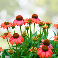 Echinacea Starter Plant - Sombrero Hot Coral - Coneflower - Echinacea purpurea