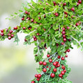 Creeping Cotoneaster Seeds 50 Pack Ground Cover Plant Cotoneaster adpressus Ornamental Shrub for Landscaping