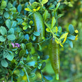 Grafted Green Finger Lime Tree 2 ft in 1 Gallon Pot - Citrus australasica - Live Plant with Pot and Soil