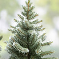 White Fir Seeds for Planting, 30 Count, Abies concolor, Evergreen Tree Seeds, Conifer Seeds for Gardening
