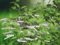 5 Seeds Leucothoe racemosa Leucothoe Shrub White Flower Native Plant