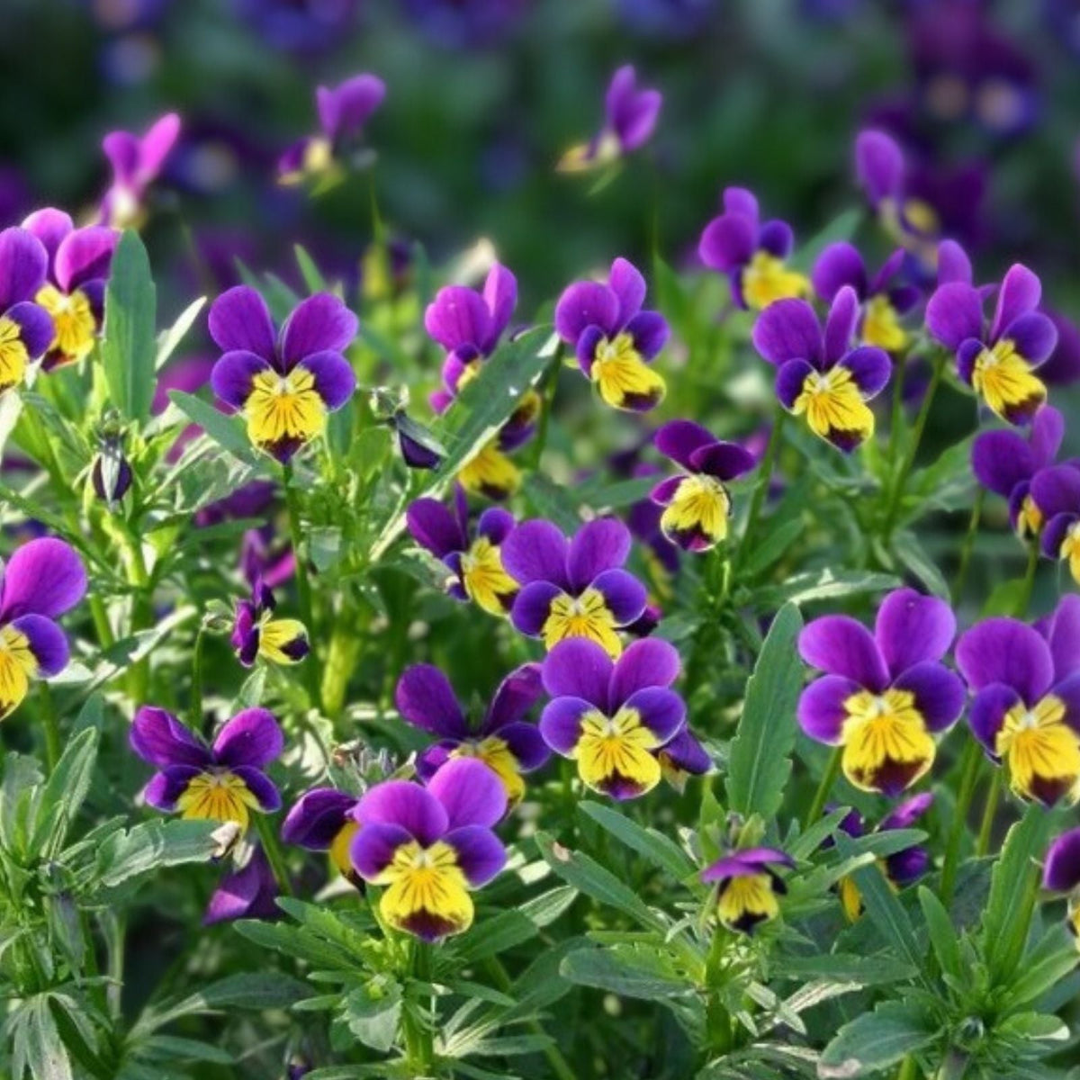 Pansy Seeds Packet 150 Non-GMO Fresh Viola tricolor Seeds Fragrant Flower Garden Plant