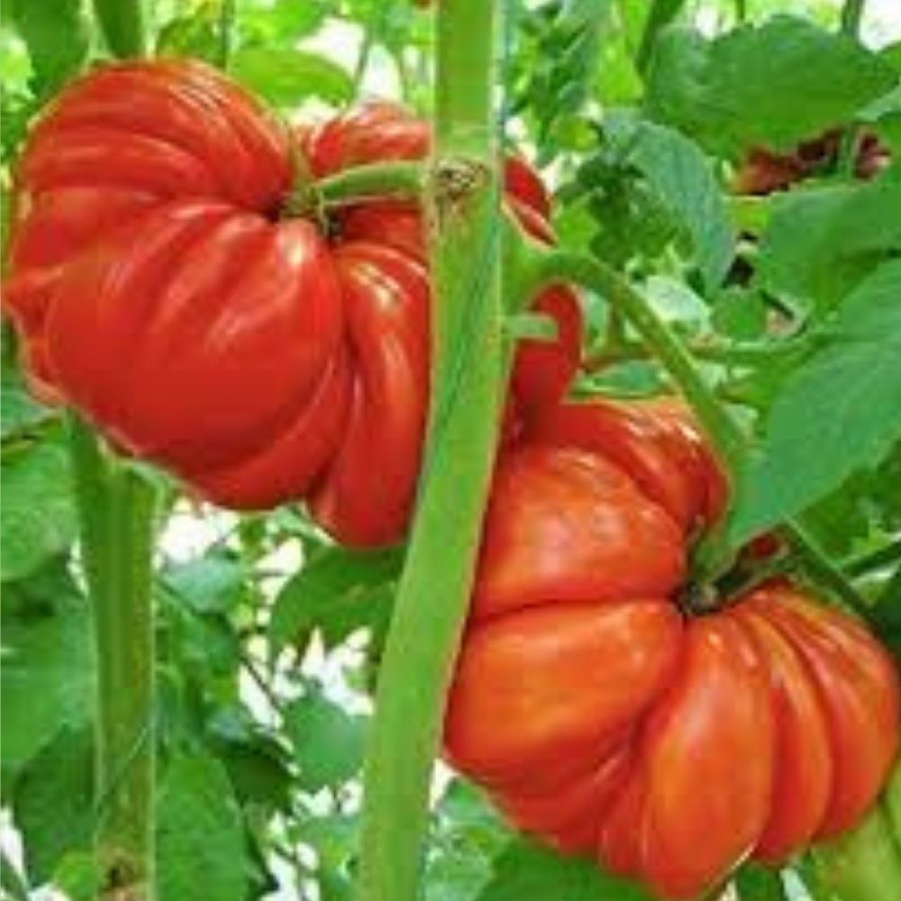 Mushroom Basket Tomato Seeds 40 Organic Heirloom Variety USA Grown Solanum lycopersicum