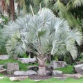 Silver Bismarckia Palm Tree Seeds 5 Pack | Bismarckia Nobilis Tropical Landscaping Garden Plant Seeds