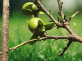 5 Seeds Diospyros ebenum (Ceylon Ebony)