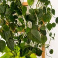 Heart Leaf Philodendron Cuttings - 10 Unrooted Live Plants - Philodendron hederaceum - Indoor Houseplant, Trailing Green Plant