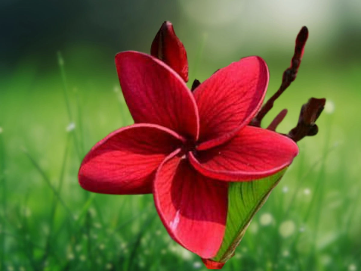5 Seeds Red Plumeria Frangipani Tropical Flower Tree Fragrant Blooms Easy Grow Patio Container Garden Warm Climate Ornamental Plant